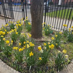 Cooper Park Older Adult Center - Beautiful garden in Cooper Park!
