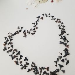 We found a few sharks teeth. 2021 We found a few sharks teeth. 2021