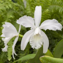 Gallup & Stribling Orchids - Gallup & Stribling Cattleya