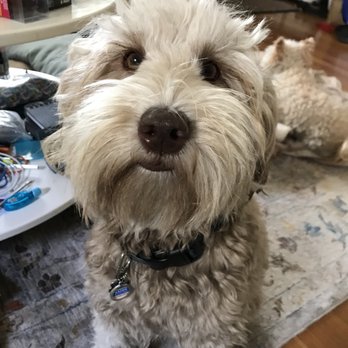 Hales Australian Labradoodles - The pup a year later! - Pet Stores Near Me - Bakersfield, California