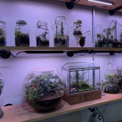 Premade terrariums