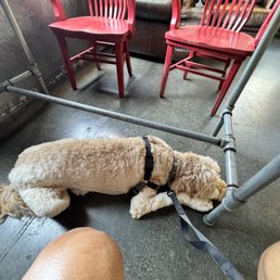 My dog hanging out inside