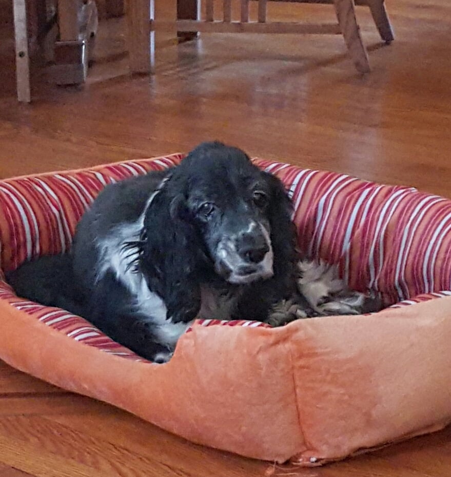 TONI’S PROFESSIONAL DOG GROOMING Updated September 2024 419 Great