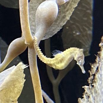 Shedd Aquarium - Aquariums Near Me - Chicago, Illinois
