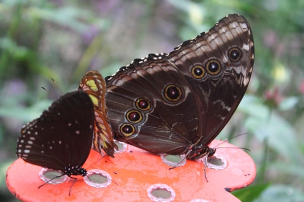 Naturospace Honfleur by null