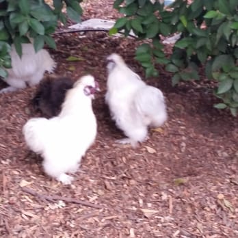 Flower Farm Cafe - Cutest chickens here at the Flower Farm - Coffee & Tea Near Me - Loomis, California Flower Farm Cafe - Cutest chickens here at the Flower Farm - Coffee & Tea Near Me - Loomis, California