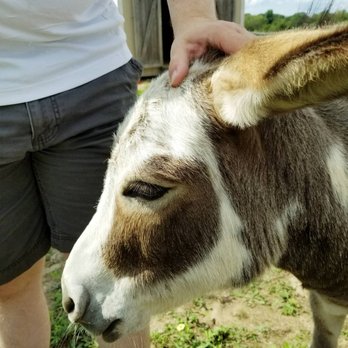 Luina Greine Farm - Mini donkeys! - Accessories Near Me - Groton, Massachusetts