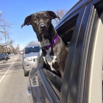 AMA Animal Rescue - Community Service/Non-Profit Near Me - Brooklyn, New York