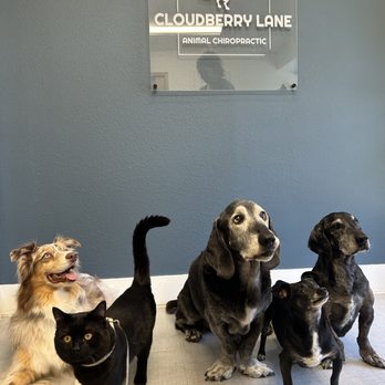 Cloudberry Lane Animal Chiropractic - Holistic Animal Care Near Me - West Linn, Oregon Cloudberry Lane Animal Chiropractic - Holistic Animal Care Near Me - West Linn, Oregon