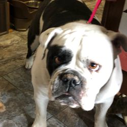 Town & Country Veterinary Services