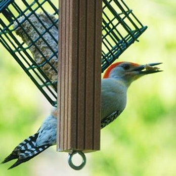 The Backyard Bird Feeder - Bird Shops Near Me - Alexandria, Virginia The Backyard Bird Feeder - Bird Shops Near Me - Alexandria, Virginia
