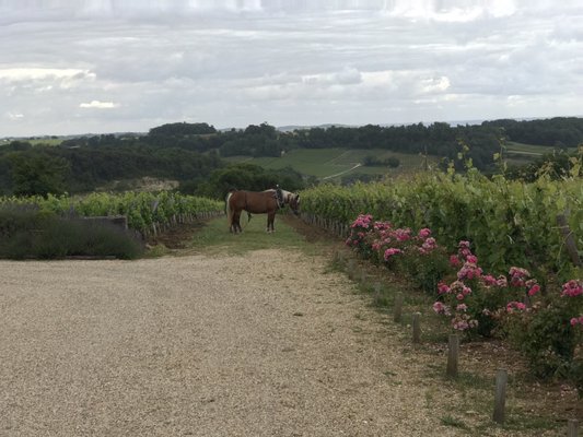 Château Troplong Mondot by null
