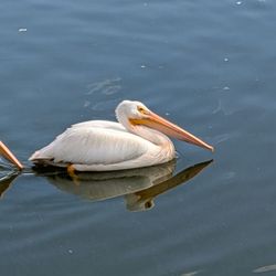 Beaumaris Lake - Stork