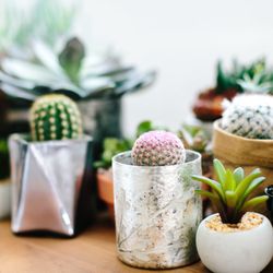 Alta Vista Flowers - Cactus. The plant that requires little care and adds great texture and visual impact.