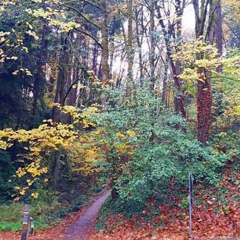 Forest Park - Parks Near Me - Portland, Oregon