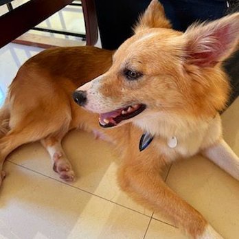 VIP DOGS Fast Grooming - Zoey Girl. - Pet Groomers Near Me