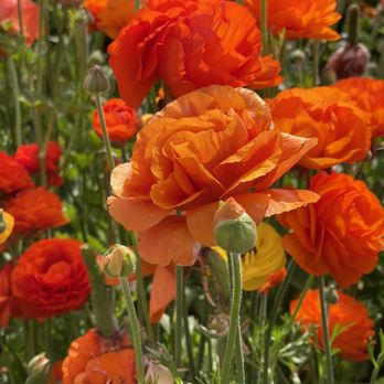 The Flower Fields - Pretty orange...one of thirteen colors - Venues & Event Spaces Near Me - Carlsbad, California The Flower Fields - Pretty orange...one of thirteen colors - Venues & Event Spaces Near Me - Carlsbad, California