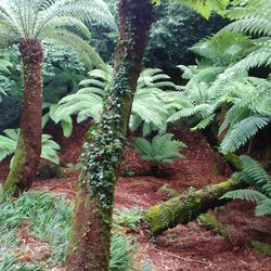 Trewidden Garden