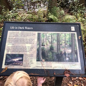 Woods Bay State Natural Area - Dark water habitat - Parks Near Me - Olanta, South Carolina Woods Bay State Natural Area - Dark water habitat - Parks Near Me - Olanta, South Carolina