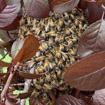 Budget Bee Services - Beehive - Pest Control Near Me - Granada Hills, California Budget Bee Services - Beehive - Pest Control Near Me - Granada Hills, California