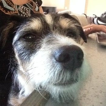 PAWSitive Pet Sitting - Pet Sitting Near Me