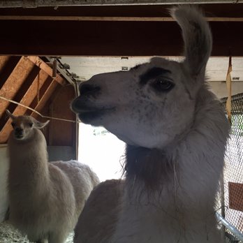 Pine Knot Guest Ranch - Two sweet llamas call Pine Knot home. - Hotels Near Me - Big Bear Lake, California Pine Knot Guest Ranch - Two sweet llamas call Pine Knot home. - Hotels Near Me - Big Bear Lake, California