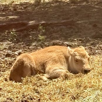 Bearizona - Baby bison - Zoos Near Me - Williams, Arizona