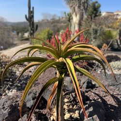 Rice Canyon Trail - Rice Canyon Park Trail