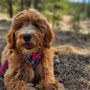 Photo of EarthWise Pet Colorado Springs