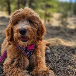 EarthWise Pet Colorado Springs - Stella