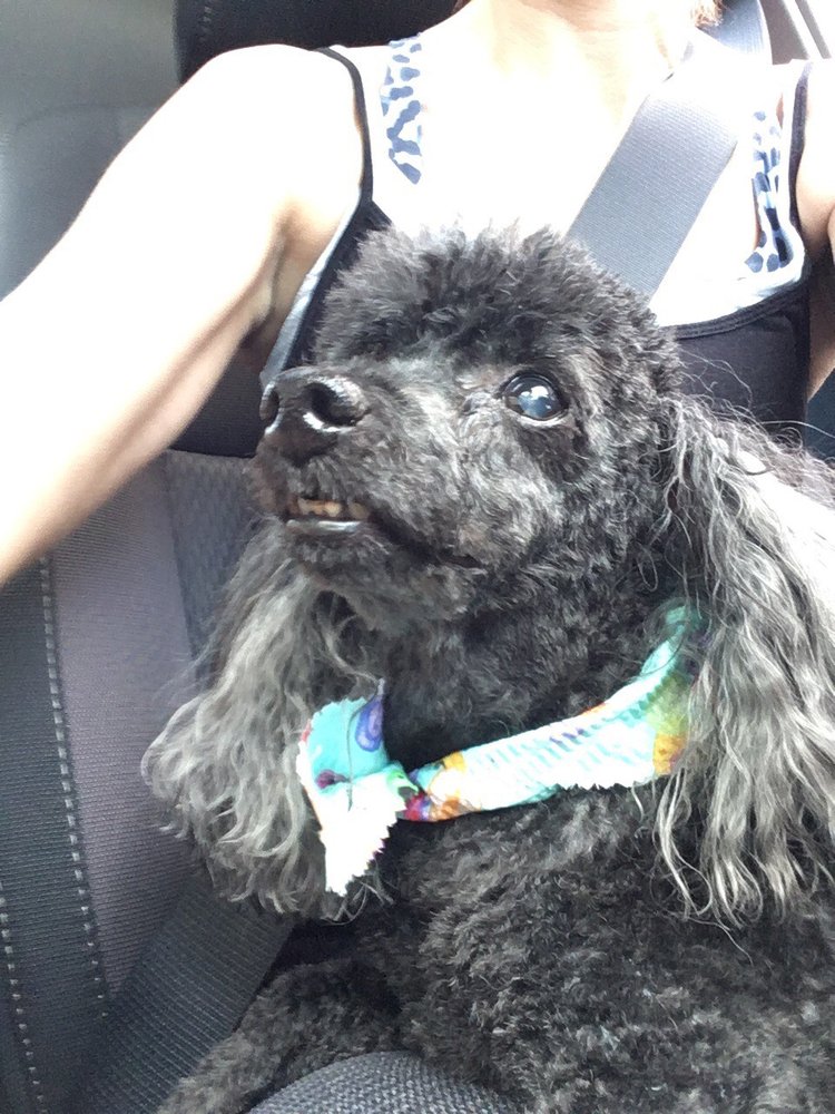 KRISTA’S DOG GROOMING SALON Pet Groomers 31526 Oakridge Crescent