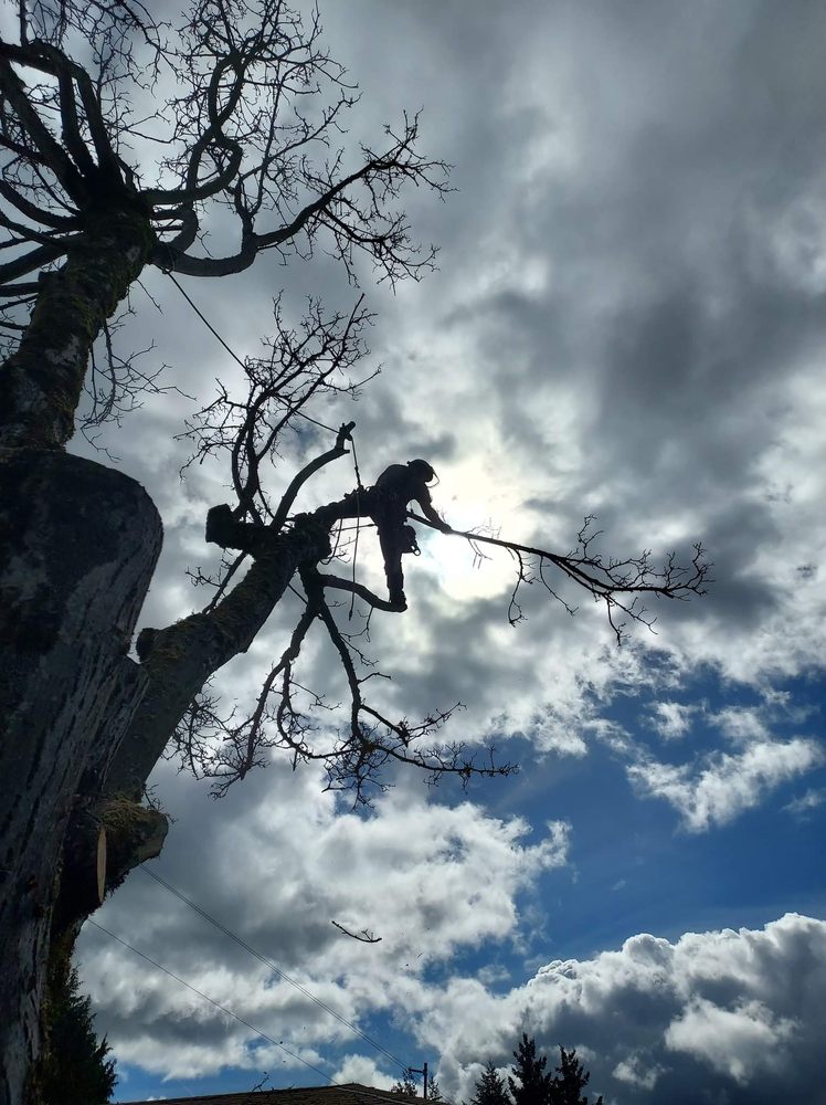 Patriot Tree Care - veterans service organization in Port Orchard, WA