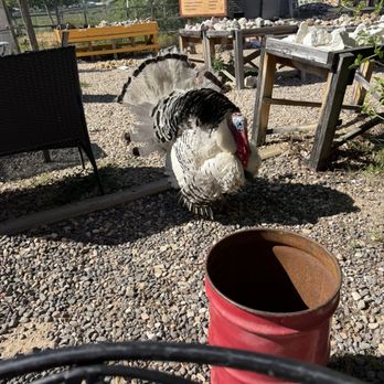Rock Stop - Say hi to Gerald! - Coffee & Tea Near Me - Orderville, Utah