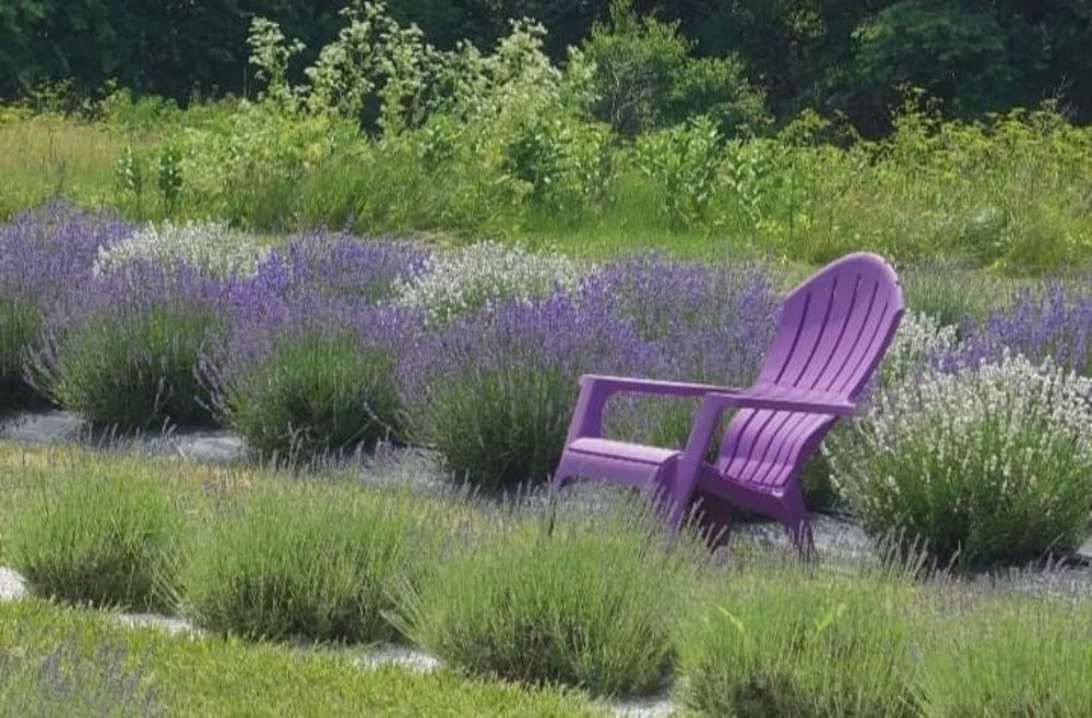 Purple Prairie Lavender Farm - beekeeping in Good Hope, IL