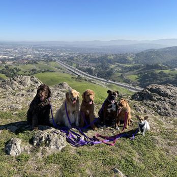 Mucho Poocho - My pup has so much fun on his Pack walks! - Dog Walkers Near Me Mucho Poocho - My pup has so much fun on his Pack walks! - Dog Walkers Near Me