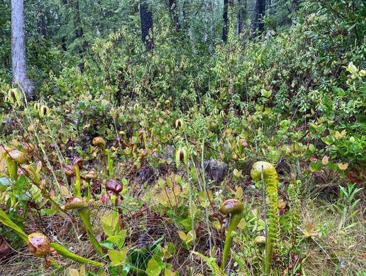 Darlingtonia State Natural Site by null