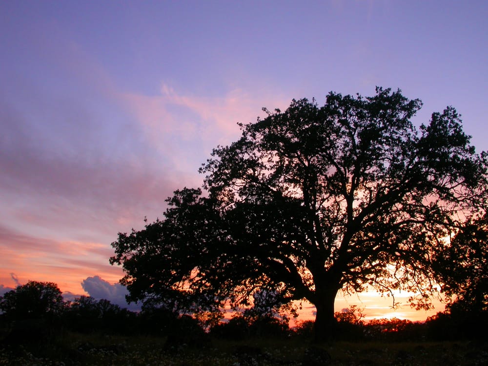Counseling & Nature Therapy Center, PLLC - child therapist in Austin, TX