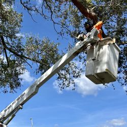Kairos Landscaping & Maintenance - Tree Service Provided