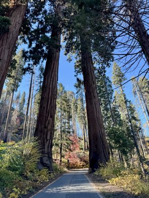 Sequoia National Park by null