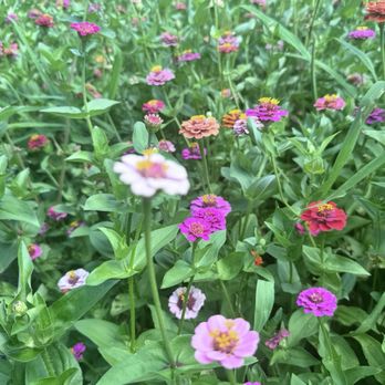 Hansen Flower Farm - Flowers - Flowers & Gifts Near Me - Mesick, Michigan