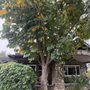 Diamond Tree Service