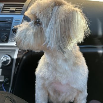 Z Dog Grooming - Pet Groomers Near Me - Las Vegas, Nevada