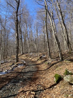 Mount Greylock State Reservation by null