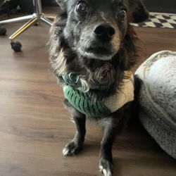 Veterinaria Rico - Happy, healthy and living it up in his golden years at 16