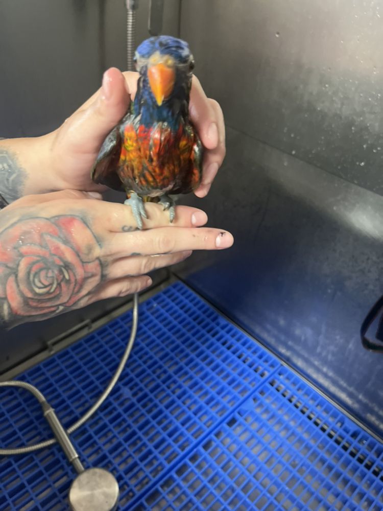 SERENITY PET SPA AND DOGGY DAYCARE Updated June 2024 909 Campbell