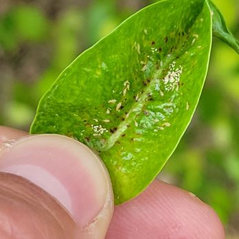 Arrow Landscaping and Designs - Thrips causing ficus hedge defoliation - Tree Services Near Me Arrow Landscaping and Designs - Thrips causing ficus hedge defoliation - Tree Services Near Me