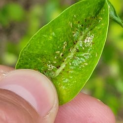 Arrow Landscaping and Designs - Thrips causing ficus hedge defoliation