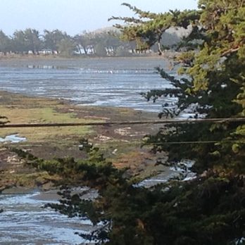 Bodega Coast Inn & Suites - Tide's incoming... Wading birds are waiting for that tide to deliver breakfast... - Hotels Near Me - Bodega Bay, California Bodega Coast Inn & Suites - Tide's incoming... Wading birds are waiting for that tide to deliver breakfast... - Hotels Near Me - Bodega Bay, California