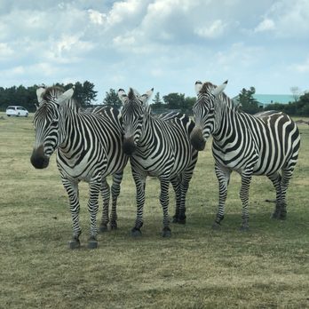African Lion Safari - Zoos Near Me - Cambridge, Ontario African Lion Safari - Zoos Near Me - Cambridge, Ontario