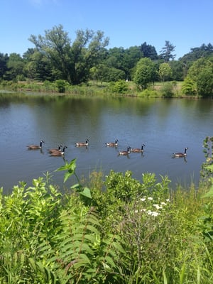 Fresh Pond by null